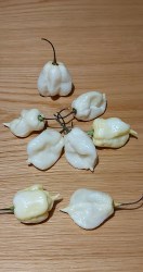 white moruga10